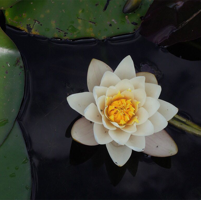 Psicoterapeuta